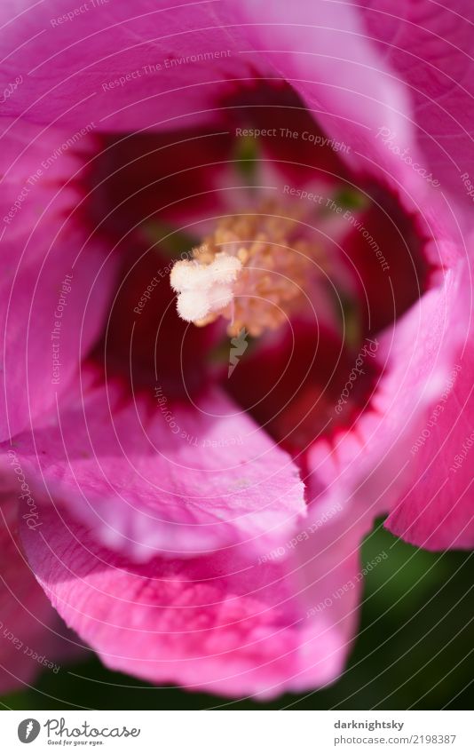 Blüte eines Straucheibisch oder Hibiskus Natur Pflanze Blume Blatt exotisch Hibiscus syrischer Straucheibisch Duft dünn frisch natürlich positiv schön Erotik