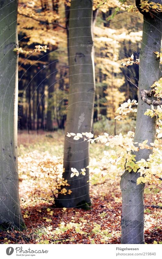 Wenn Waldraut sich nicht in den Wald traut Umwelt Natur Landschaft Pflanze Erde Herbst Klima Klimawandel Wetter Baum Waldboden Blatt Farbfoto Außenaufnahme Tag