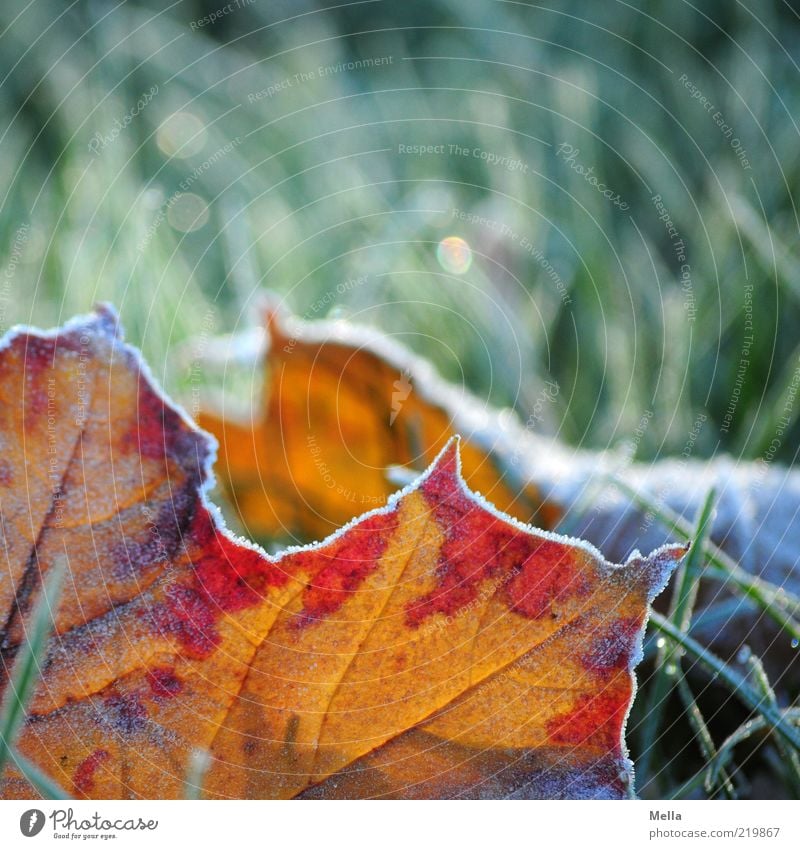 Teilweise Herbst Umwelt Natur Erde Winter Klima Klimawandel Eis Frost Pflanze Gras Blatt Wiese frieren liegen kalt natürlich grün rot Stimmung Verfall