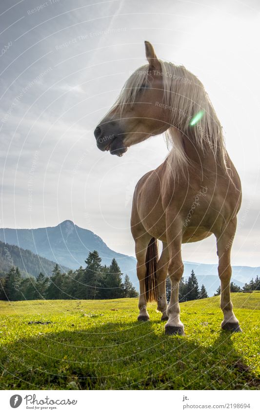 Pferd auf Almwiese Reiten Berge u. Gebirge Reitsport Natur Landschaft Himmel Sonne Schönes Wetter Gras Wald 1 Tier stehen frei schön stark blau braun grau ruhig