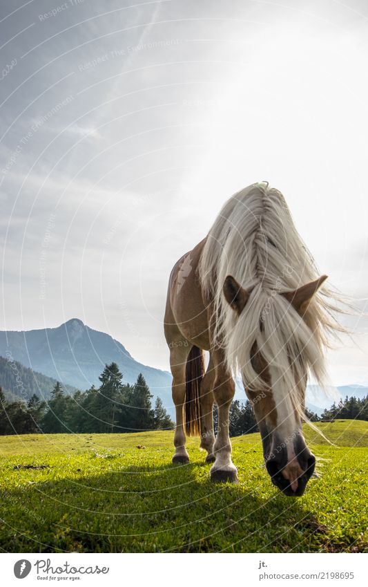 Pferd auf Almwiese Reiten Berge u. Gebirge Reitsport Natur Landschaft Himmel Sonne Schönes Wetter Gras Wiese Wald 1 Tier Fressen wandern blau braun grün schön