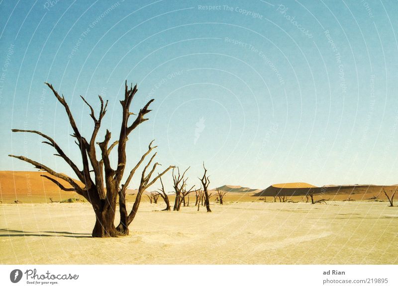 dürre weite Landschaft Sand Himmel Horizont Baum Wüste trist Farbfoto Totale Dürre trocken Menschenleer Reisefotografie dehydrieren außergewöhnlich laublos
