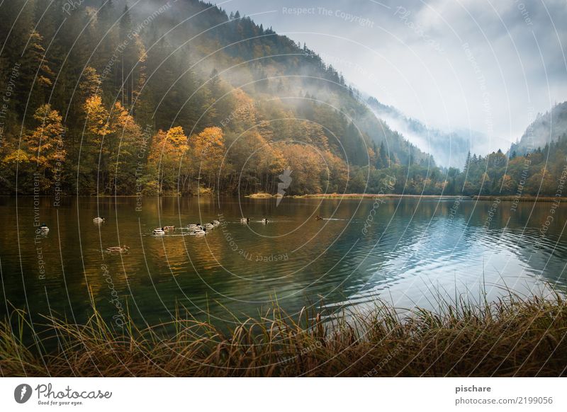 Hallo Herbst Natur Landschaft Wasser Nebel Wald Teich Tiergruppe natürlich braun Umwelt Ente Österreich Farbfoto Außenaufnahme Menschenleer Morgen