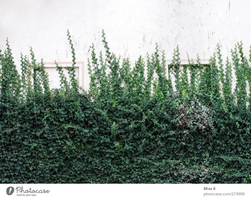 Efeumauer Pflanze Sträucher Blatt Mauer Wand Wachstum Ranke Farbfoto Außenaufnahme Menschenleer Textfreiraum oben Textfreiraum unten Dornröschen Fensterrahmen