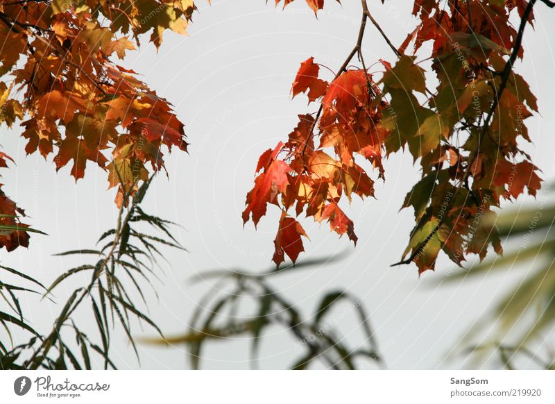 Herbstlich Natur Himmel Sträucher Blatt Holz schön braun mehrfarbig gelb gold grün rot Stimmung Zweige u. Äste Herbstfärbung Herbstlaub herbstlich Ahorn