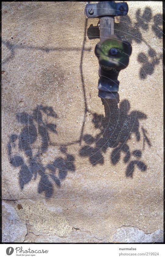 verwirrende Schatten Umwelt Natur Pflanze Blatt Wasserhahn Blühend ästhetisch Stimmung authentisch Surrealismus Vergänglichkeit Bewässerung Wand Schattenspiel