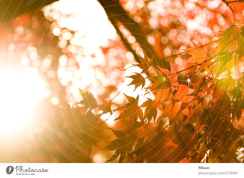 englische Herbst Sonne Natur Himmel Baum Blatt Wald hell gelb grün orange rot Stimmung Laubbaum blenden Ast herbstlich Herbstfärbung Farbfoto Außenaufnahme