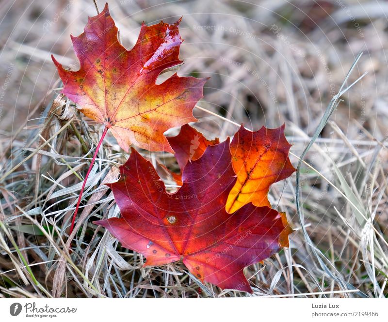 Herbst in Rot und Gold Umwelt Natur Blatt schön gold rot Gedeckte Farben mehrfarbig Außenaufnahme Nahaufnahme Detailaufnahme Tag Licht Schwache Tiefenschärfe