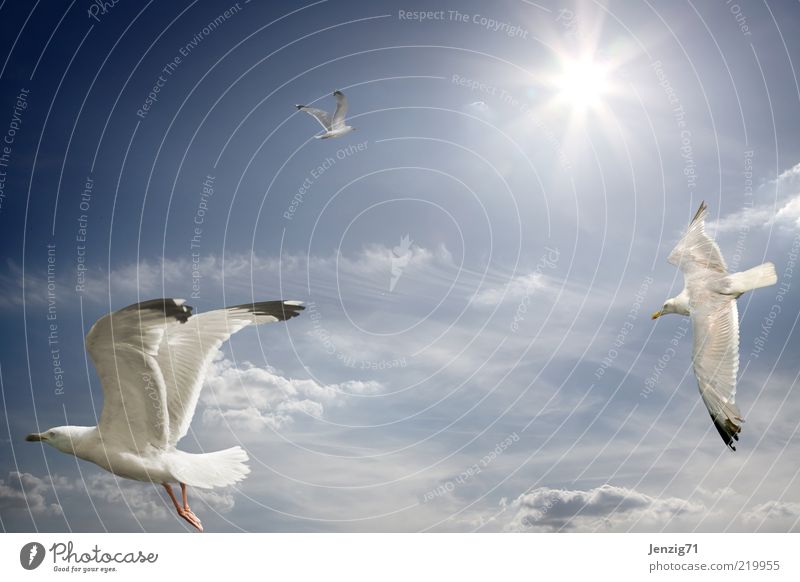 Der Sonne entgegen. Himmel Wolken Schönes Wetter Vogel 3 Tier Freiheit Möwe Schweben Wärme Leichtigkeit Gedeckte Farben Außenaufnahme Menschenleer