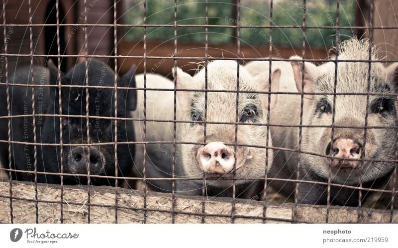 Integrationspolitik Tier Schwein 3 Tiergruppe bizarr Gitter gefangen schwarz Schweinschnauze Borsten Bauernhof Farbfoto Gedeckte Farben Außenaufnahme