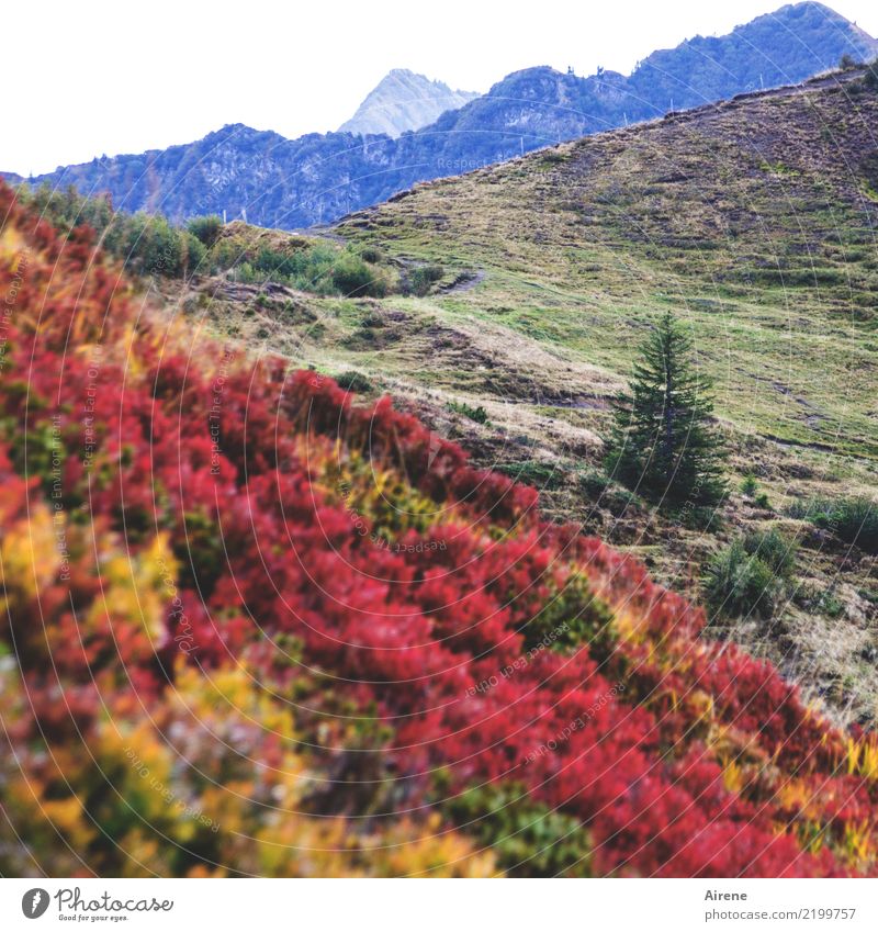 Rotkraut Berge u. Gebirge wandern Herbst Pflanze Gras Wildpflanze Heidekrautgewächse Alpen Bregenzerwald Gipfel Bergwiese leuchten außergewöhnlich oben blau