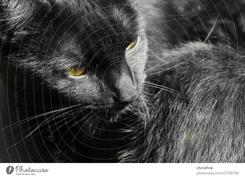 Schwarze Katze Tier 1 beobachten Blick warten ästhetisch gelb grau schwarz achtsam Wachsamkeit Haustier Hauskatze Haare & Frisuren Fell "Augen," Bart Farbfoto