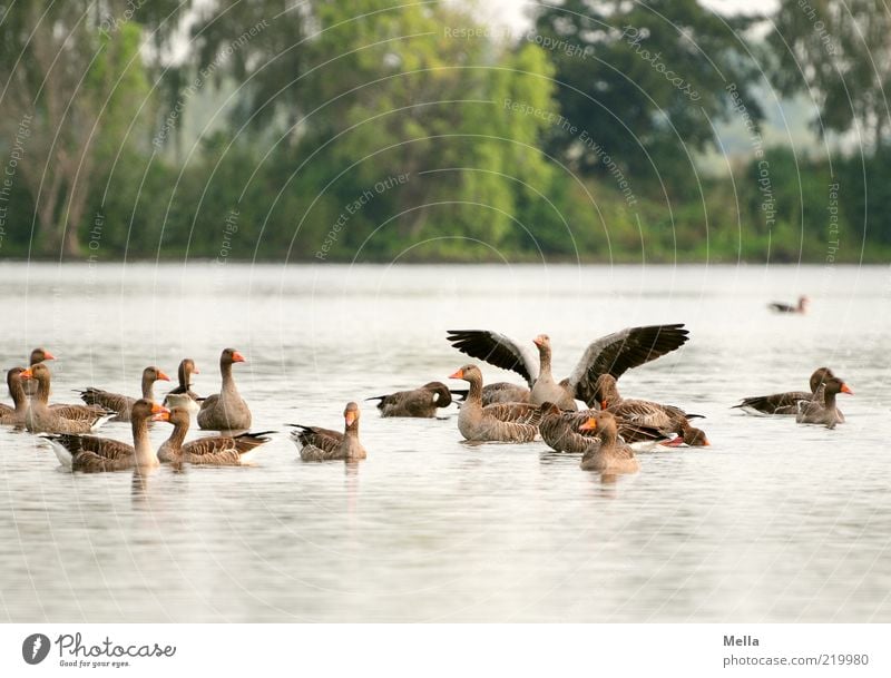 Morgens am See Umwelt Natur Wasser Park Seeufer Teich Tier Wildtier Vogel Gans Graugans Wildgans Tiergruppe Zusammensein natürlich Stimmung Lebensfreude mehrere