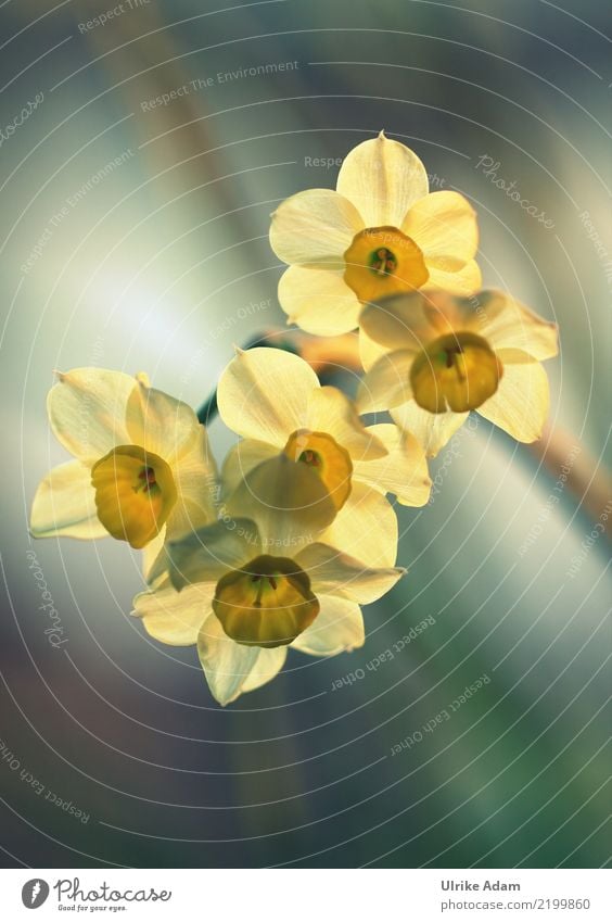 Lichtdurchflutete gelbe Narzissen (Narcissus) Design harmonisch Erholung ruhig Meditation Dekoration & Verzierung Tapete Bild Postkarte Ostern Natur Pflanze