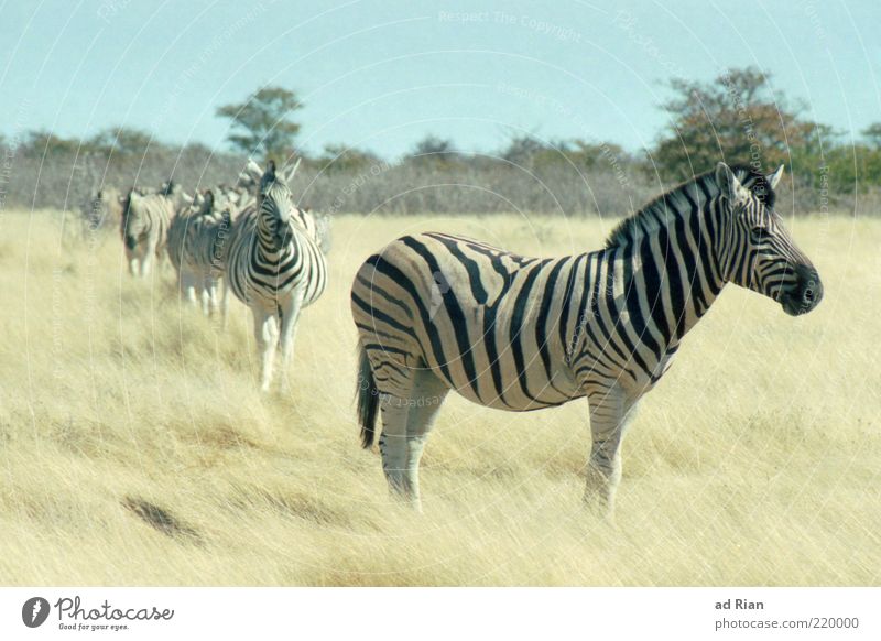 wenn gestreifte Pferde wandern. Natur Himmel Gras Tier Wildtier Zebra Herde Farbfoto Totale Safari hintereinander mehrere Außenaufnahme freilaufend freilebend