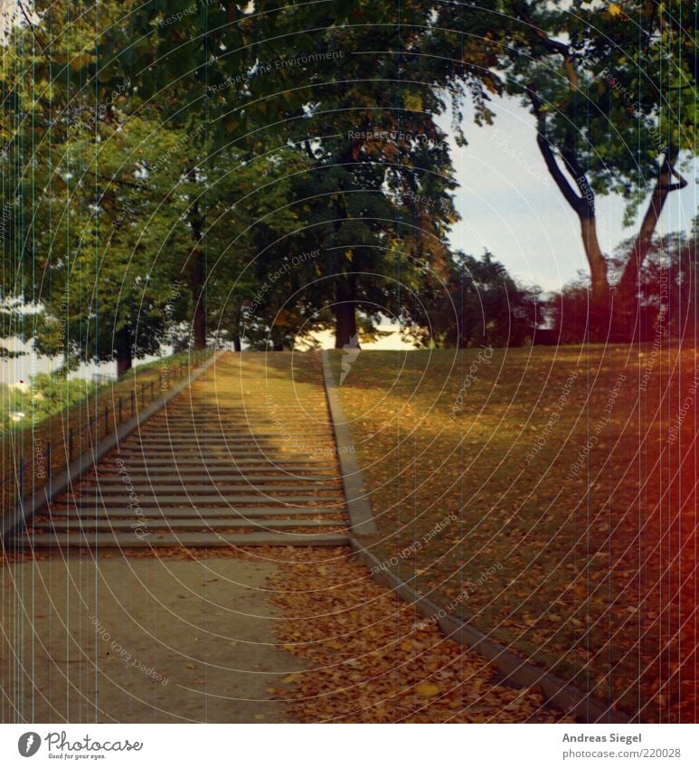 Brühlsche Terrassen-Treppe Natur Landschaft Sonnenlicht Herbst Baum Blatt Park Wiese Dresden Altstadt Menschenleer Linie Streifen authentisch schön Idylle