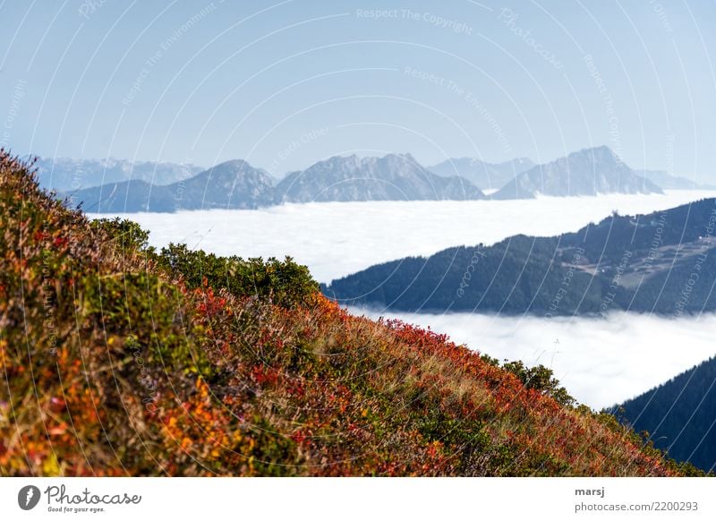 Dreiecke in den Bergen Natur Herbst Schönes Wetter Nebel Berge u. Gebirge anstrengen Einsamkeit Ferne Nebelmeer Heidelbeerstauden herbstlich Schwarzbeerstauden