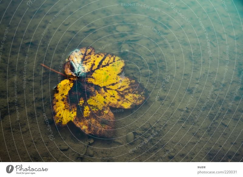 Blatt, nass Natur Wasser Herbst Wetter alt ästhetisch authentisch natürlich schön braun gelb Trauer Vergänglichkeit Wandel & Veränderung Herbstlaub herbstlich