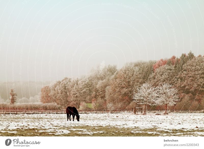 alle jahre wieder... Natur Landschaft Himmel Herbst Winter Schönes Wetter Nebel Eis Frost Schnee Schneefall Baum Gras Sträucher Wiese Feld Nutztier Pferd 1 Tier