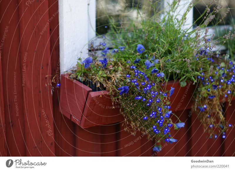 Schwedische Glückwünsche Umwelt Natur Pflanze Blume Gras Haus Traumhaus Hütte Holz alt authentisch kalt nah Gefühle Stimmung Farbfoto Außenaufnahme Menschenleer