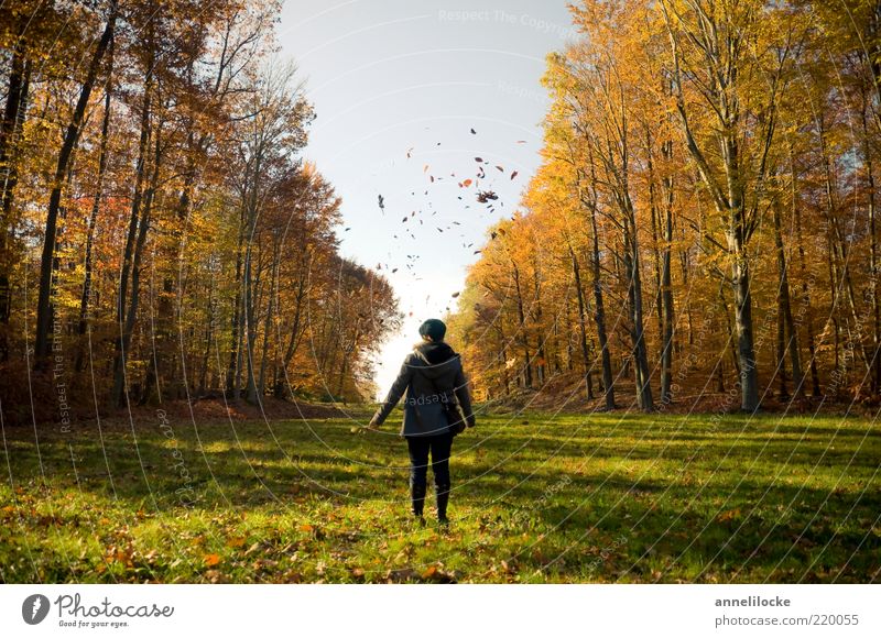 Herbst Ausflug Spaziergang Mensch Junge Frau Jugendliche Erwachsene Leben 18-30 Jahre Umwelt Natur Landschaft Wetter Schönes Wetter Blatt Wiese Wald