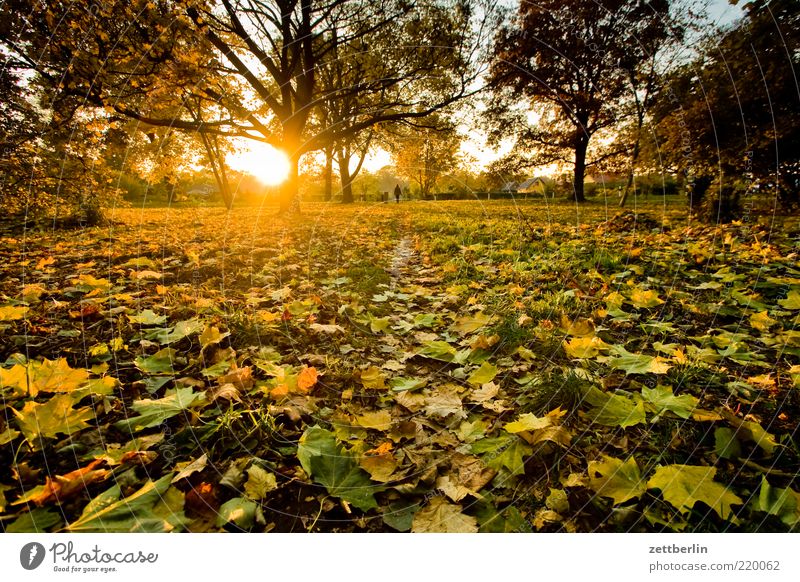 Sonnenuntergang in der Kleingartenkolonie Umwelt Natur Landschaft Pflanze Erde Sonnenaufgang Sonnenlicht Herbst Klima Wetter Schönes Wetter Baum Gras Blatt Park