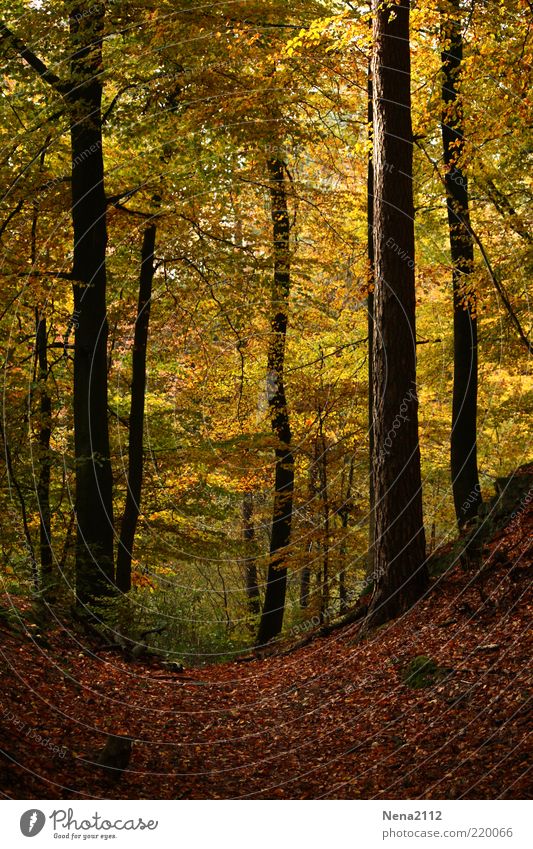 Herzliches Herbst Umwelt Natur Landschaft Erde Sonnenlicht Klima Wetter Baum Oktober November Spaziergang Blatt Wald leuchten braun mehrfarbig gelb Wege & Pfade