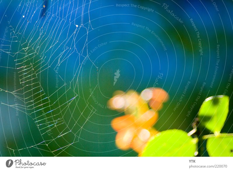 Altweibersommer Umwelt Natur Pflanze Luft Schönes Wetter Sträucher Blatt Grünpflanze frisch glänzend weich Spinnennetz Netz Spannung Loch Muster Stimmung