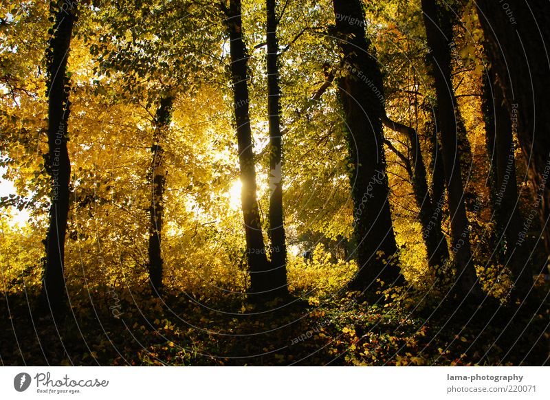 Herbstgestalten Natur Sonnenlicht Baum Blatt Wald gelb gold herbstlich Herbstlaub Herbstwald Herbstlandschaft Schatten Silhouette Sonnenstrahlen Farbfoto