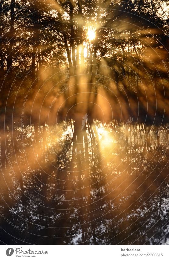 Sonnendusche für trübe Tage Natur Landschaft Pflanze Urelemente Wasser Sonnenaufgang Sonnenuntergang Schönes Wetter Baum Sträucher Seeufer Teich leuchten