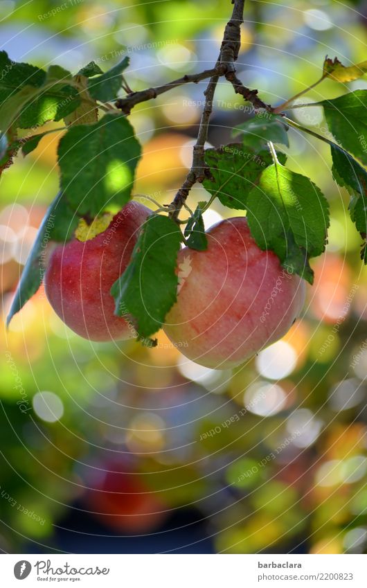 noch hängen sie... Frucht Apfel Herbst Klima Schönes Wetter Blatt Apfelbaum Zweige u. Äste Garten Essen genießen rund saftig mehrfarbig rot Gefühle Stimmung