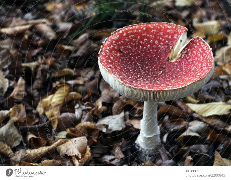 Ein Männlein steht im Walde ... Umwelt Natur Erde Herbst Pflanze Pilz Pilzsucher Fliegenpilz Pilzhut leuchten Wachstum ästhetisch authentisch außergewöhnlich