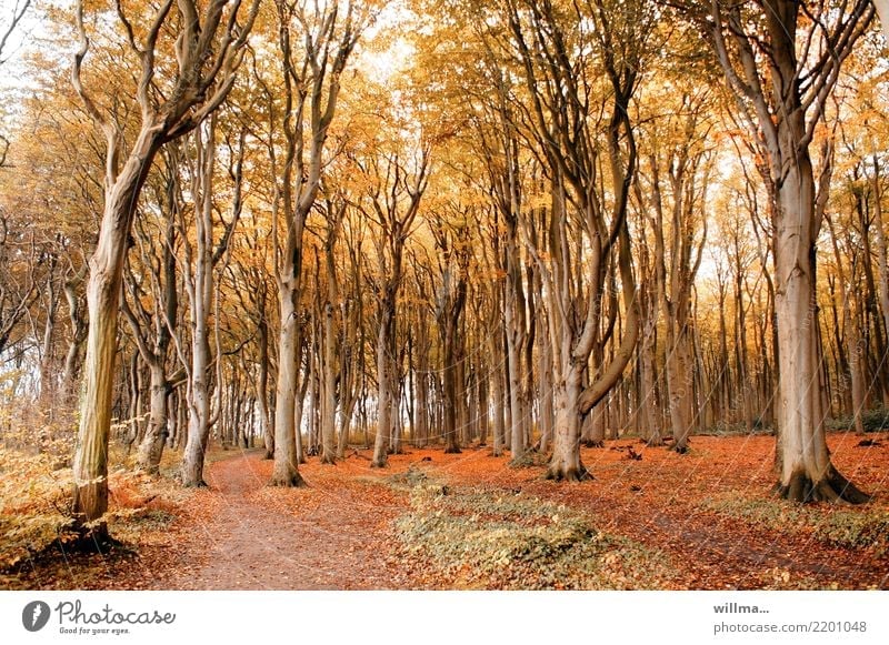 Gespensterwald in Nienhagen Herbst Buche Baum Herbstfärbung Herbstlaub Herbstwald Herbstwetter Wald Küstenwald Buchenwald Naturschutzgebiet Wege & Pfade