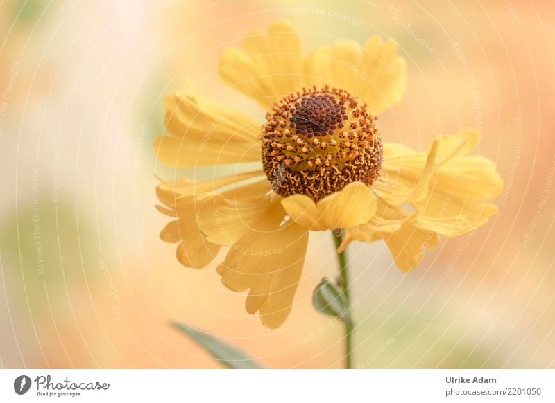 Gelbe Sonnenbraut Leben harmonisch Wohlgefühl Zufriedenheit Erholung ruhig Meditation Dekoration & Verzierung Tapete Muttertag Natur Pflanze Sommer Herbst Blume