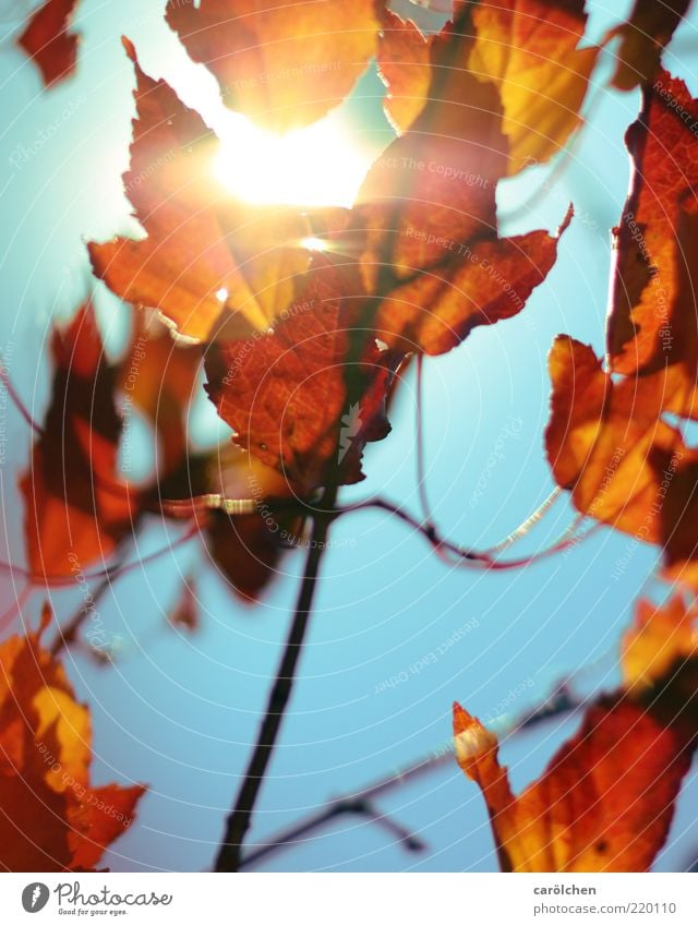 100 | i'm on fire Natur Sonnenlicht Herbst Pflanze Blatt blau gelb gold rot Kupferkirsche Felsenkirsche Park Herbstlaub herbstlich Herbstfärbung Indian Summer