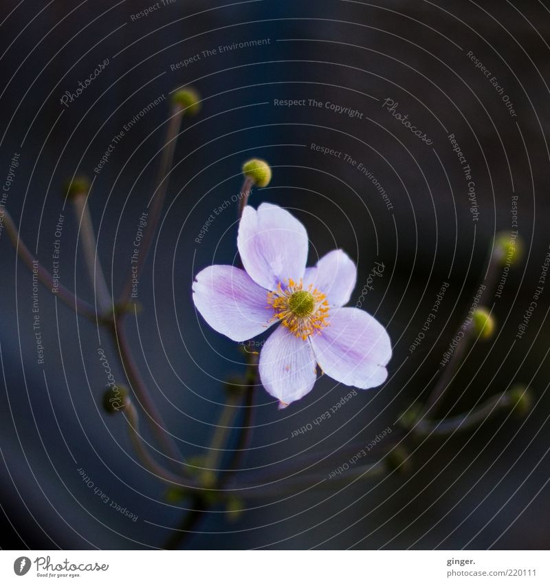 dem Licht entgegen Umwelt Natur Pflanze Blume Blüte Blütenknospen Stengel ästhetisch Duft dunkel hell schön kalt natürlich Blütenblatt rosa grau-blau Verlauf