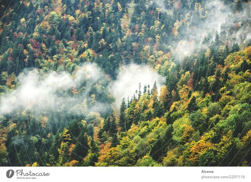 Herbstzeichen Wolken Nebel Herbstlaub Wald Berge u. Gebirge Bergwald grün weiß Einsamkeit Natur ruhig Umwelt steil Berghang Farbfoto Außenaufnahme Menschenleer
