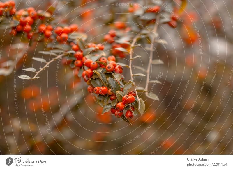 Rote Beeren im Herbst Leben harmonisch Wohlgefühl Zufriedenheit Erholung Natur Pflanze Sträucher Blatt Beerensträucher Zwergmispel Cotoneaster horizontalis