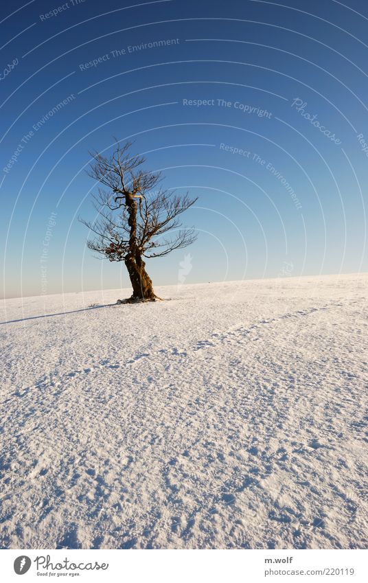 the old beech Freiheit Winter Schnee Natur Landschaft Wolkenloser Himmel Schönes Wetter Eis Frost Baum Rhön Holz alt blau braun weiß Einsamkeit einzigartig kalt