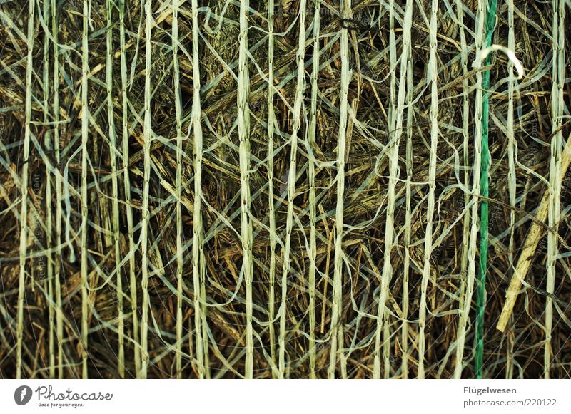Strohdumm Umwelt Natur Klima Nutzpflanze rein Getreide Heu strohig Weizen Gerste Hopfen Hafer Strohballen Strohmatte Farbfoto Außenaufnahme Menschenleer
