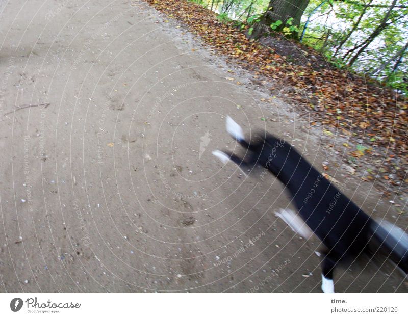 Unscharfer Hund, eilig aus dem Bild laufend Wege & Pfade Unschärfe Bewegungsunschärfe rennen Gedeckte Farben Geschwindigkeit Baum Sträucher Blatt Herbst