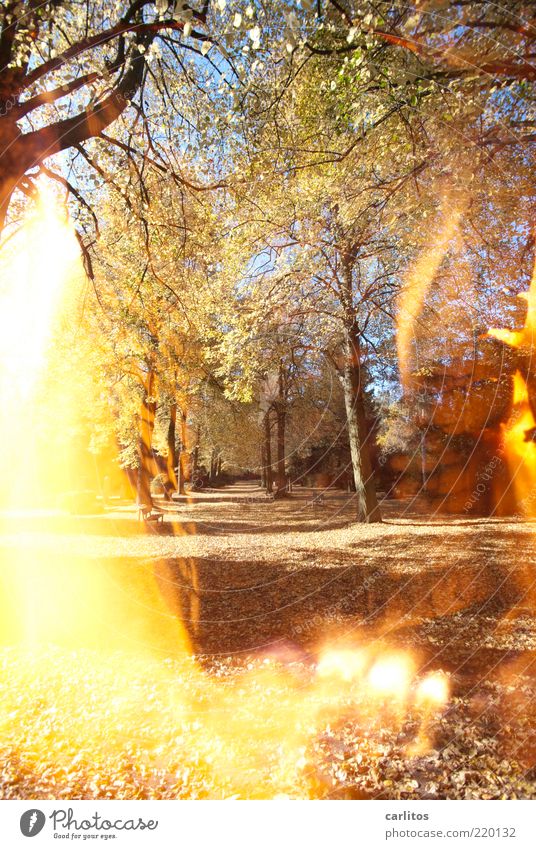 Durch's Feuer gehen Sonnenlicht Herbst Schönes Wetter Baum Park leuchten braun Traurigkeit Trauer Vergänglichkeit verlieren Blatt Doppelbelichtung Wege & Pfade