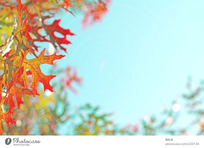 flammender Herbst...II Umwelt Natur Pflanze Luft Himmel Wolkenloser Himmel Schönes Wetter Blatt Grünpflanze Kitsch blau gelb grün rot Vergänglichkeit