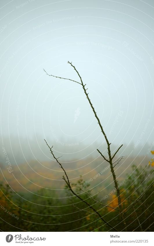 Herbst Umwelt Natur Landschaft Pflanze Himmel Klima Wetter schlechtes Wetter Nebel Ast Wald verblüht dehydrieren Wachstum natürlich grau Stimmung Ende