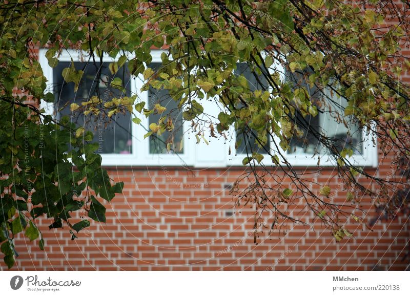 Blick ins Grüne Natur Baum Haus Gebäude Mauer Wand Fassade Fenster beobachten Ast Blatt grün rot Fensterblick ruhig Außenanlage Farbfoto Außenaufnahme