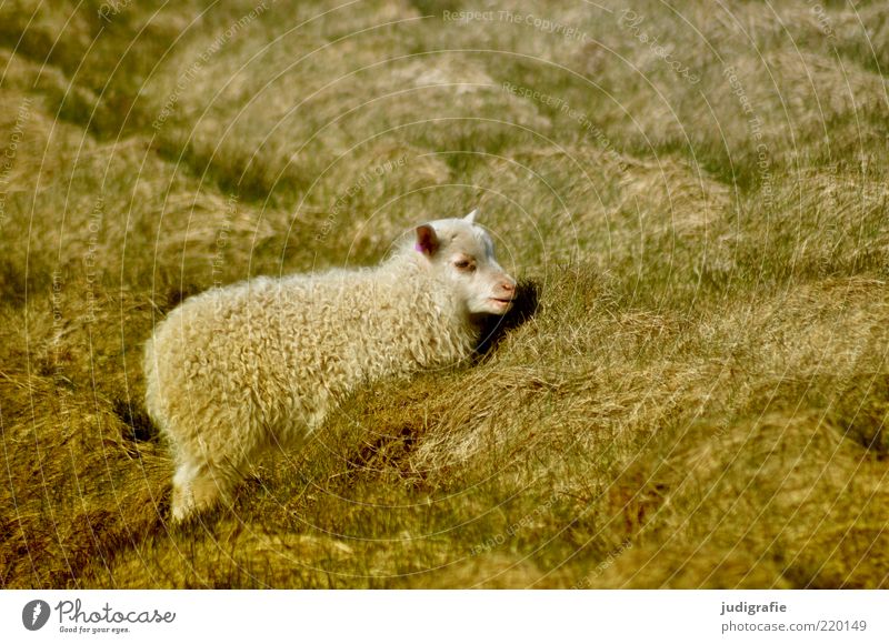 Island Umwelt Natur Pflanze Tier Gras Haustier Nutztier Schaf 1 Tierjunges dick klein natürlich wild Stimmung Idylle Wolle Tarnung Farbfoto Gedeckte Farben