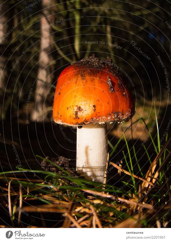 Pilz im Wald Natur Erde Herbst orange rot weiß Sammlung Pilzsucher Gift Farbfoto Außenaufnahme Textfreiraum oben Schatten Kontrast
