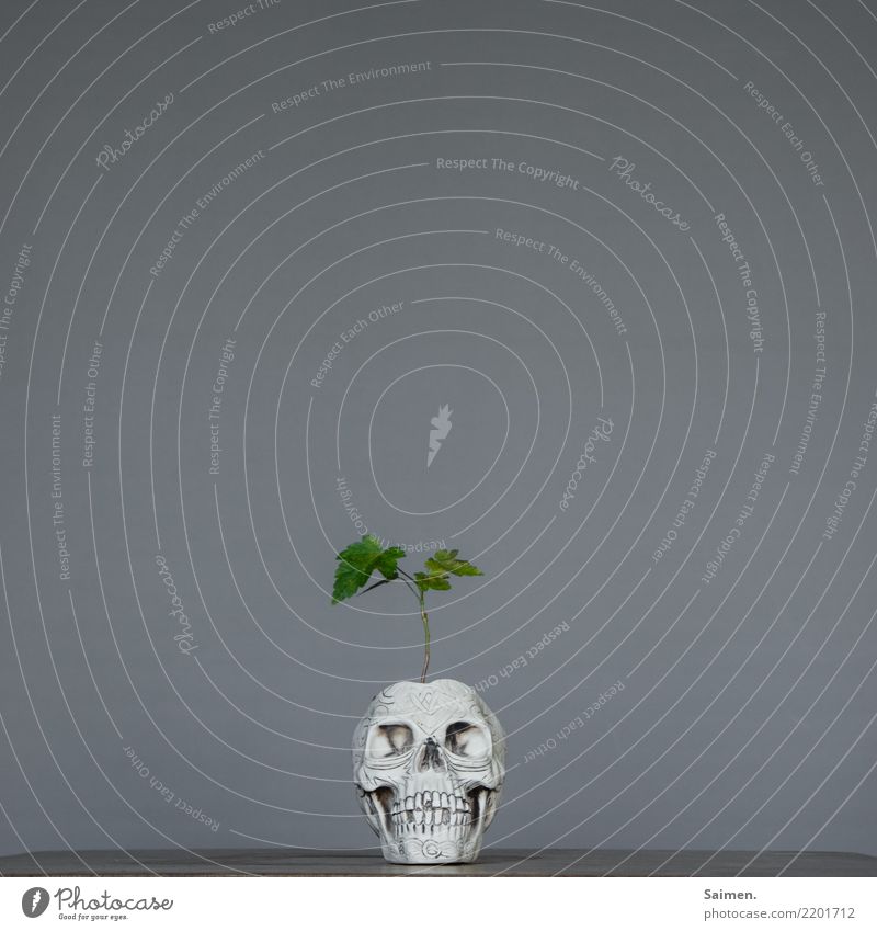Bonsai des Todes Grün vergänglich verstörend abstrakt skurril Zähne Gebiss Kreislauf pflanze leben kopf Schädel Totenkopf wachsen Blätter Blumentopf baum Natur