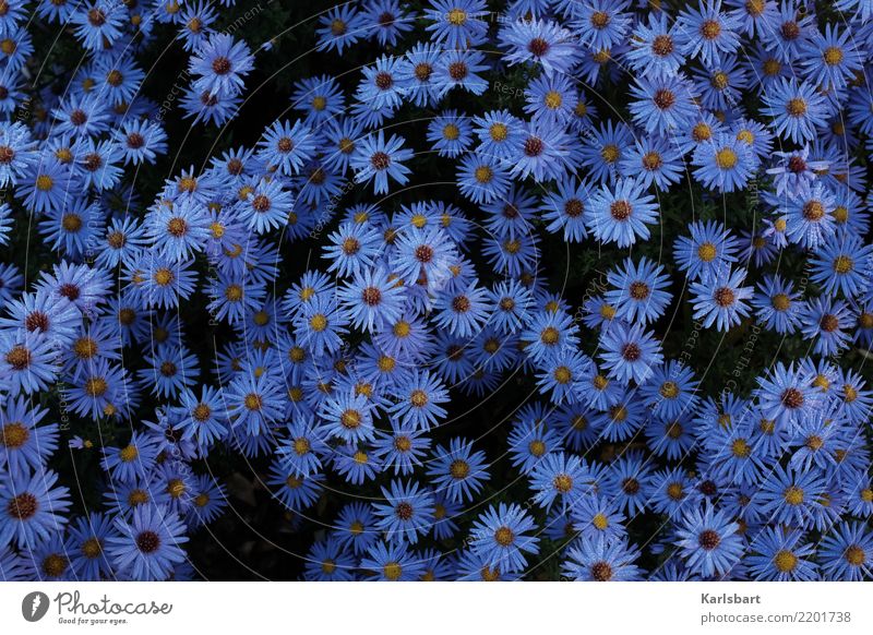 Herbstblau Garten Umwelt Natur Pflanze Sommer Blume Blüte Wiese Bewegung Blumenbeet Tau Tropfen Strukturen & Formen Naturerlebnis erleben herbstlich Blütenblatt
