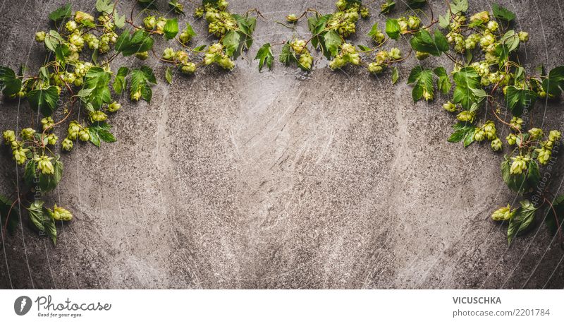 Frische Hopfen Rahmen Stil Design Natur Nutzpflanze retro Hintergrundbild Symbole & Metaphern Zweige u. Äste grün Ornament Farbfoto Innenaufnahme Studioaufnahme